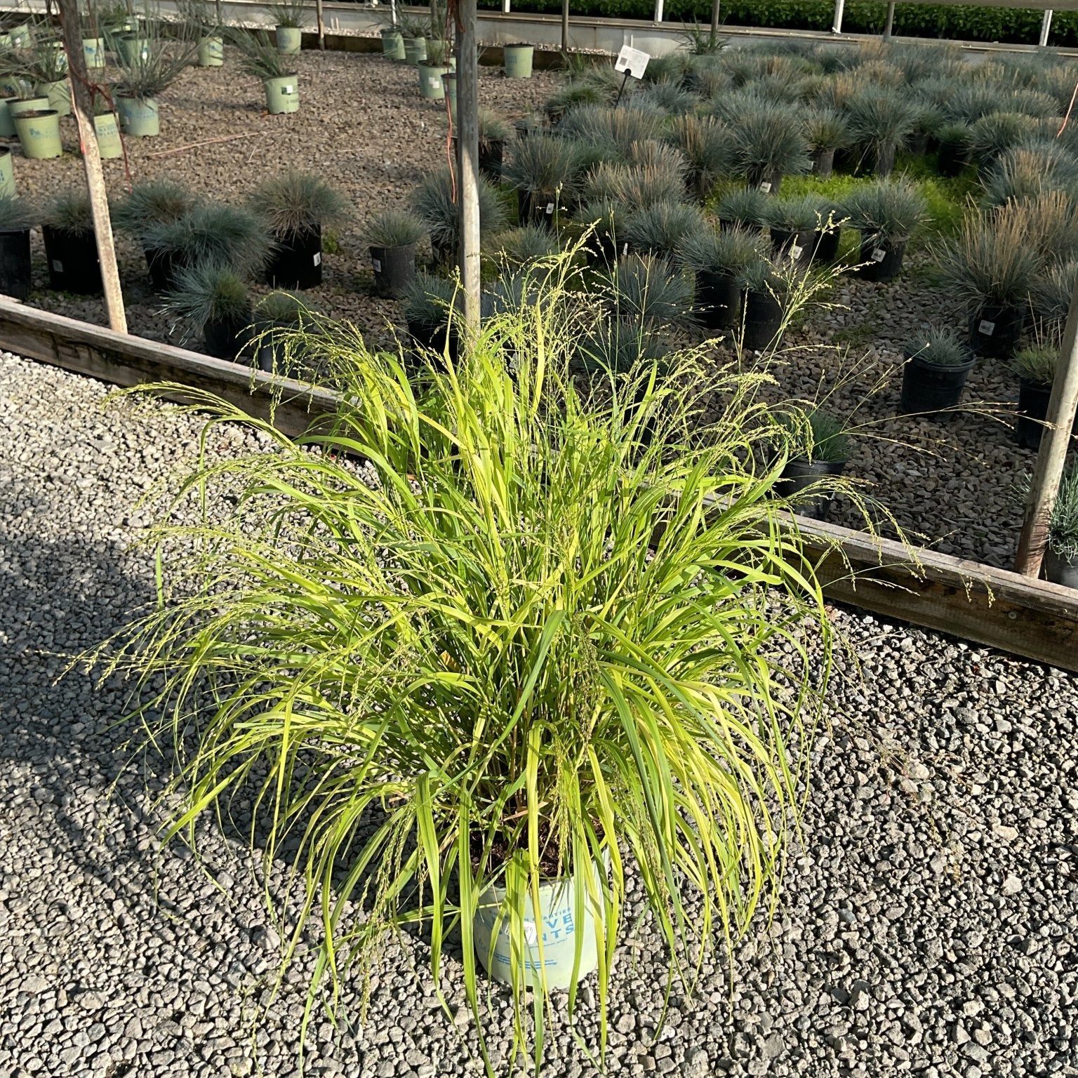 Cape Breeze Dwarf Switch Grass in a nursery container showing bright chartreuse arching foliage with delicate seed heads.