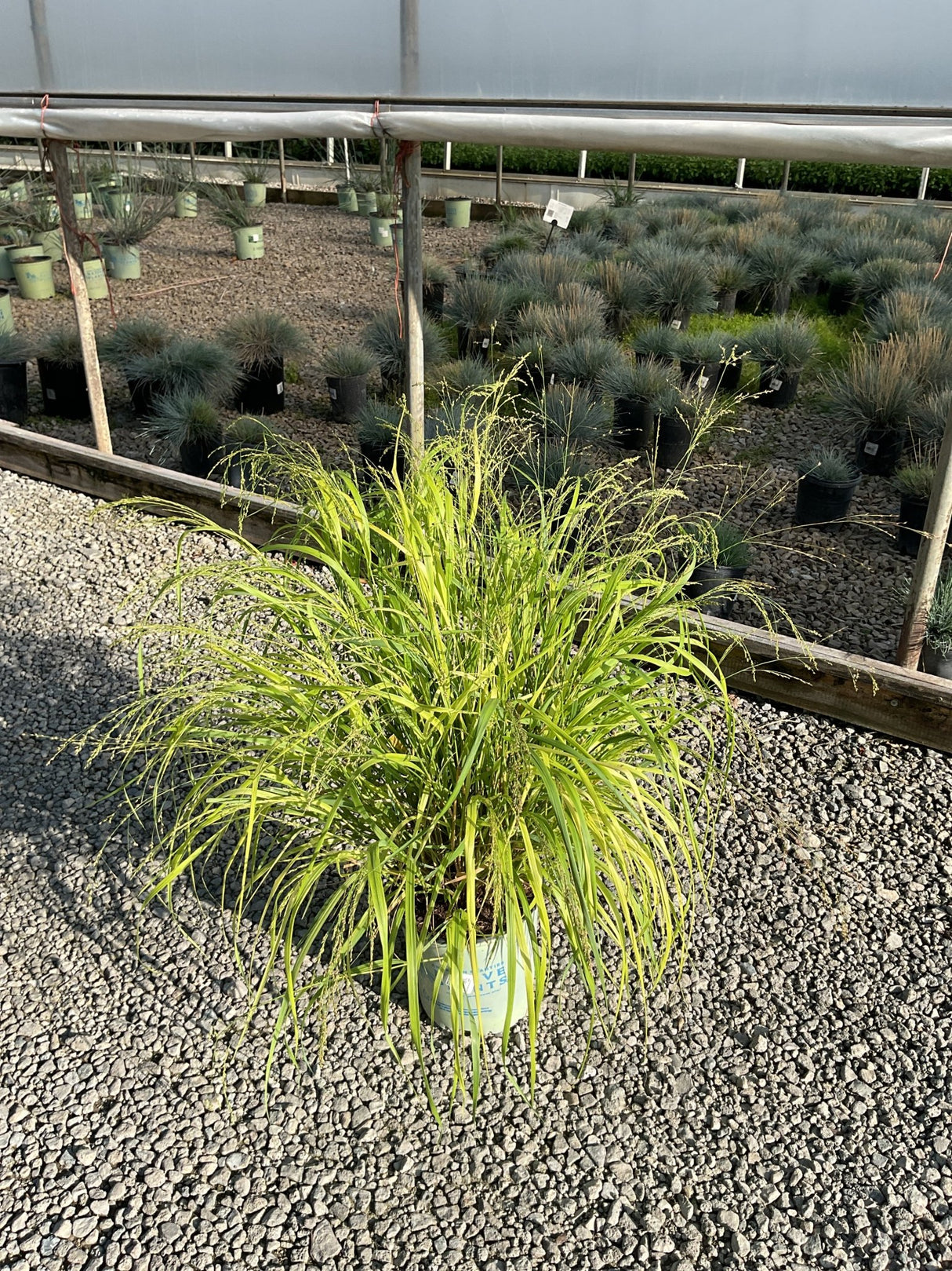 Cape Breeze Dwarf Switch Grass in a nursery container showing bright chartreuse arching foliage with delicate seed heads.