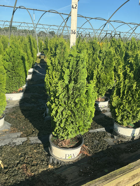 Sting Arborvitae evergreen shrubs growing in PW nursery containers inside a greenhouse production facility.