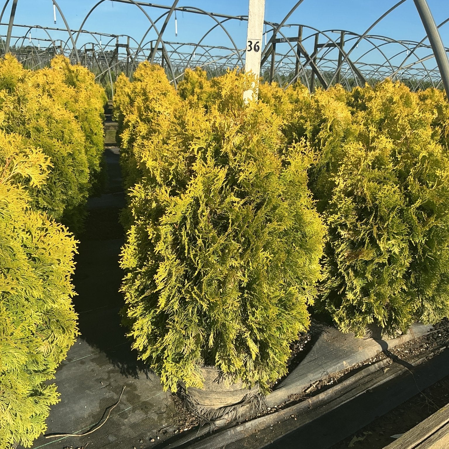 Rows of Amber Gold Arborvitae in containers display bright golden-yellow foliage inside a greenhouse nursery.