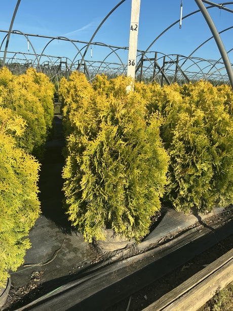 Rows of Amber Gold Arborvitae in containers display bright golden-yellow foliage inside a greenhouse nursery.