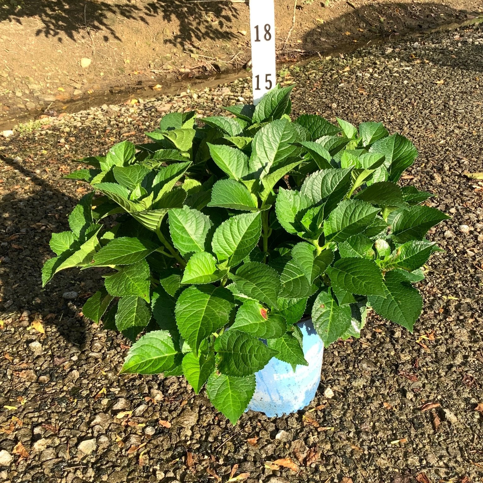 Endless Summer Summer Crush Bigleaf Hydrangea in a #2 container showing lush green foliage measured against a height marker.