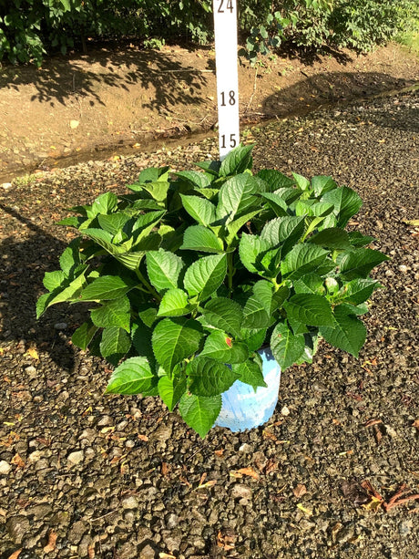 Endless Summer Summer Crush Bigleaf Hydrangea in a #2 container showing lush green foliage measured against a height marker.