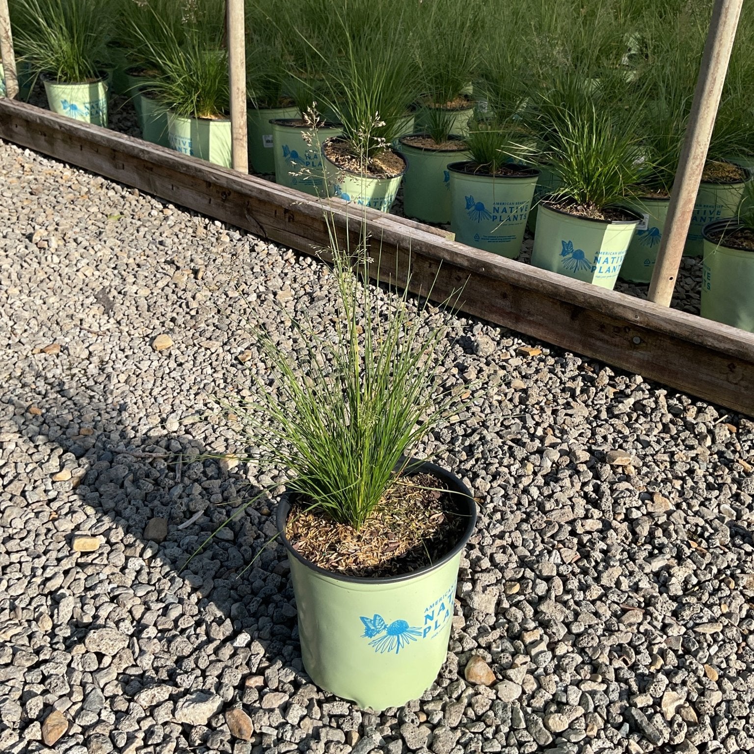 Prairie Dropseed Grass in a #2 container at a nursery, showing fine-textured green foliage with delicate flowering stems.