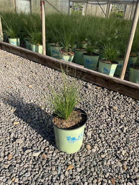 Prairie Dropseed Grass in a #2 container at a nursery, showing fine-textured green foliage with delicate flowering stems.