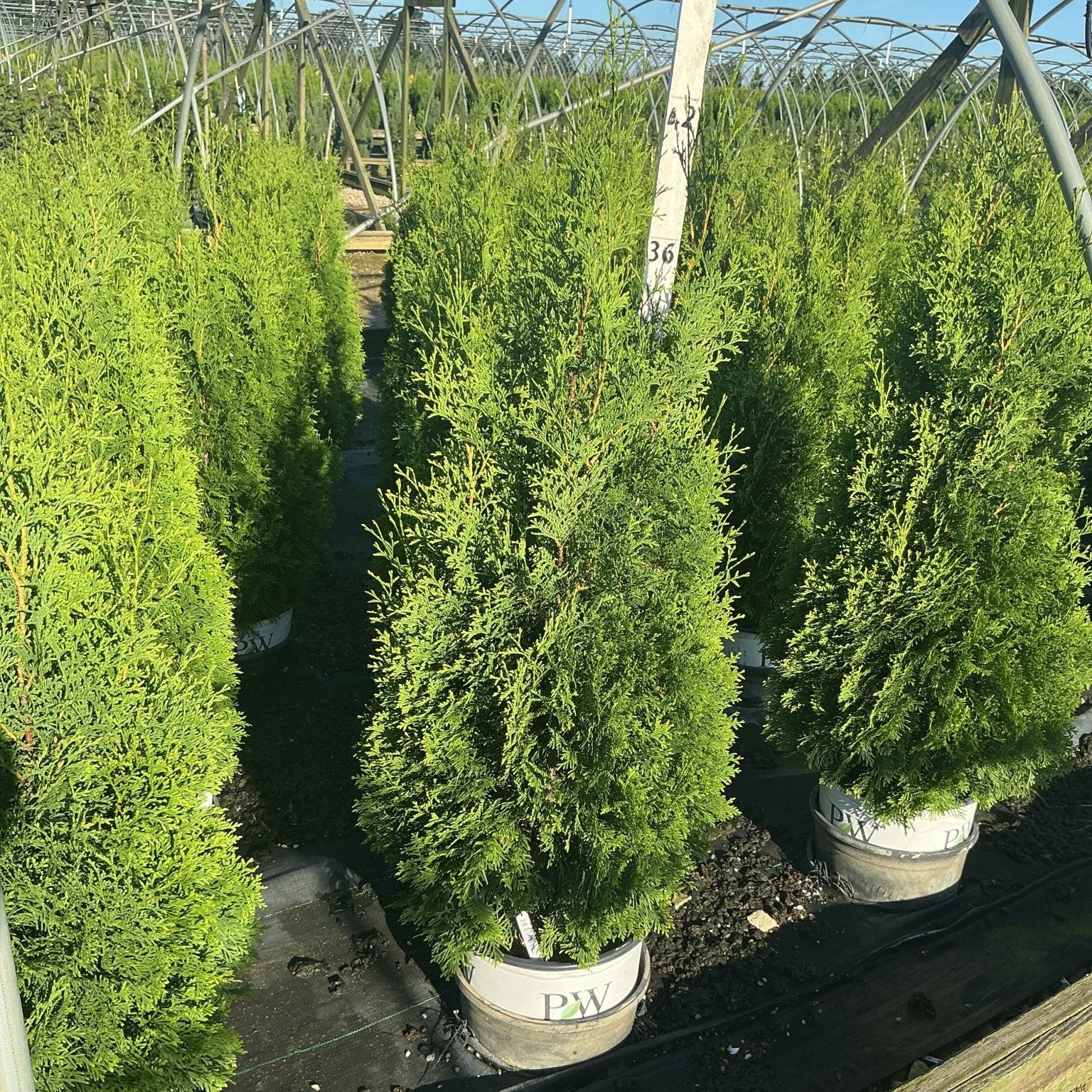 North Pole Arborvitae trees in PW containers growing in a nursery greenhouse, showing tall columnar green foliage habit.