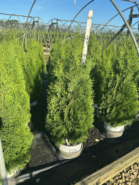 North Pole Arborvitae trees in PW containers growing in a nursery greenhouse, showing tall columnar green foliage habit.