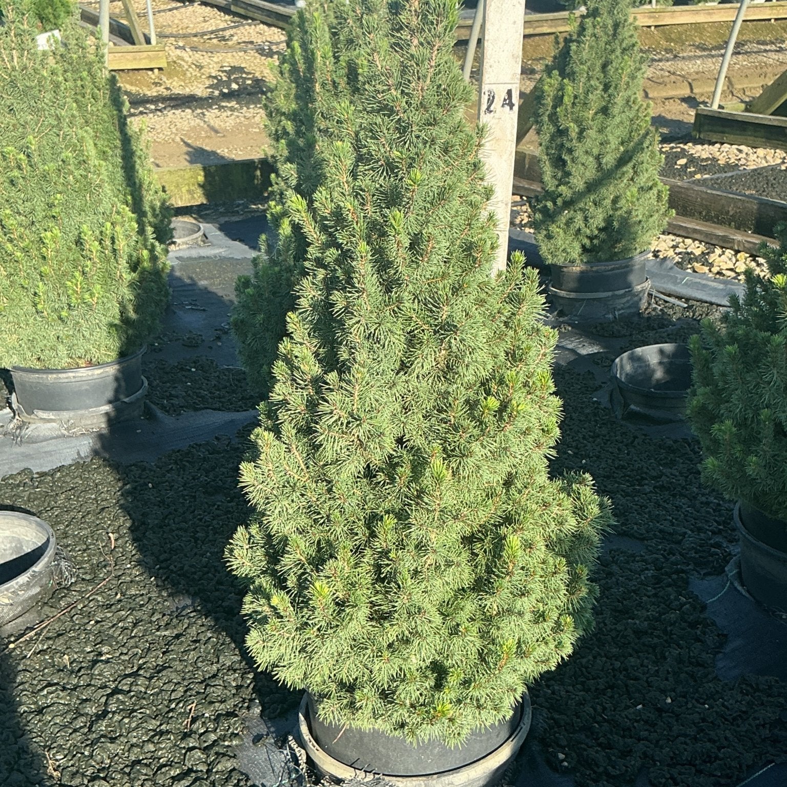 Dwarf Alberta Spruce in a #3 container showing dense conical habit with soft blue-green needles at a nursery.