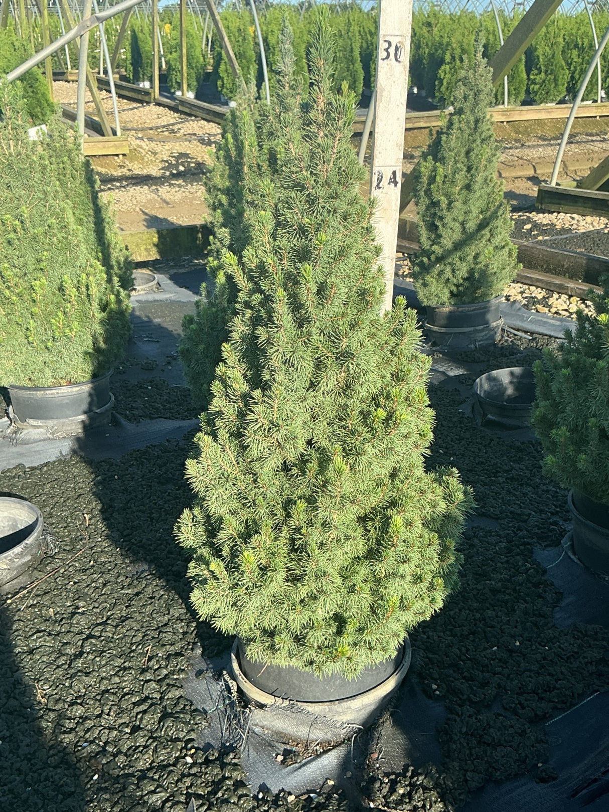 Dwarf Alberta Spruce in a #3 container showing dense conical habit with soft blue-green needles at a nursery.