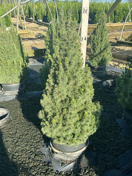 Dwarf Alberta Spruce in a #3 container showing dense conical habit with soft blue-green needles at a nursery.