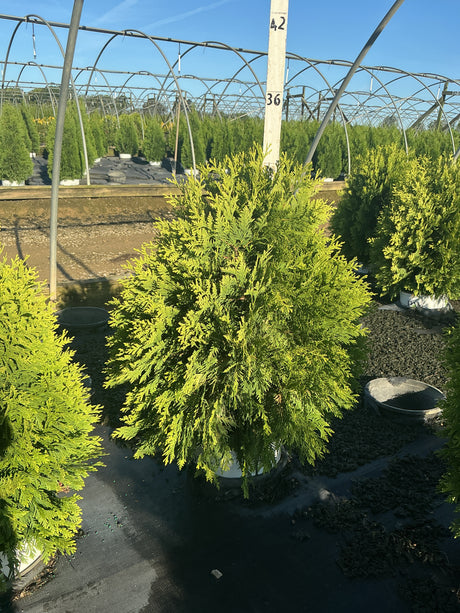 Cheer Drops Arborvitae in a nursery container showing bright yellow-green evergreen foliage in a mounded habit.