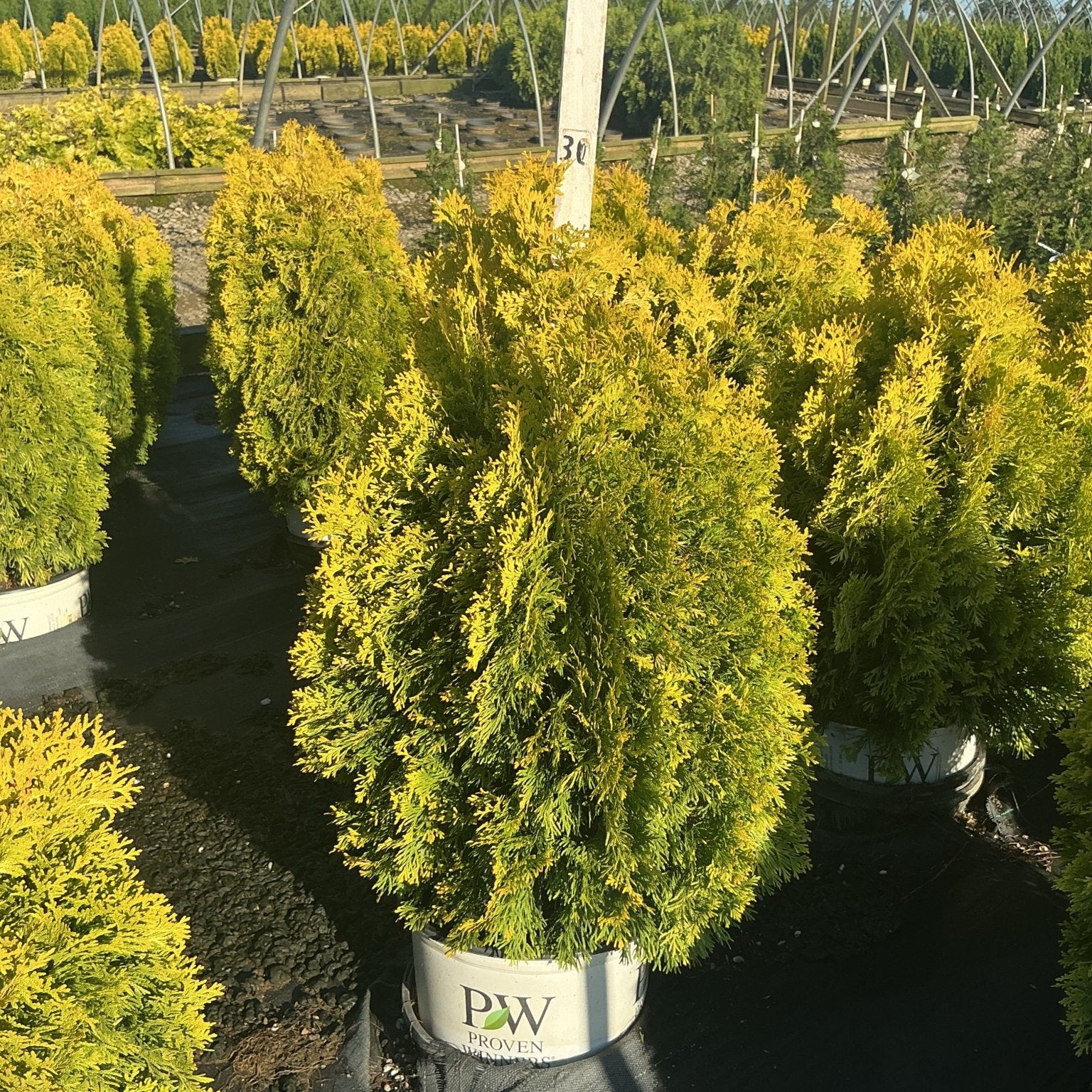 Fluffy Western Arborvitae in a Proven Winners container displaying golden-green upright foliage at a nursery growing facility.