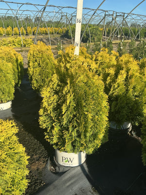 Fluffy Western Arborvitae in a Proven Winners container displaying golden-green upright foliage at a nursery growing facility.