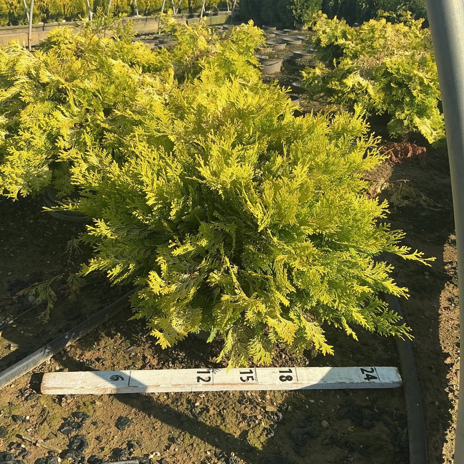 Golden Hinoki False Cypress shrub with bright golden-green feathery foliage growing in a nursery greenhouse setting.