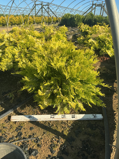 Golden Hinoki False Cypress shrub with bright golden-green feathery foliage growing in a nursery greenhouse setting.