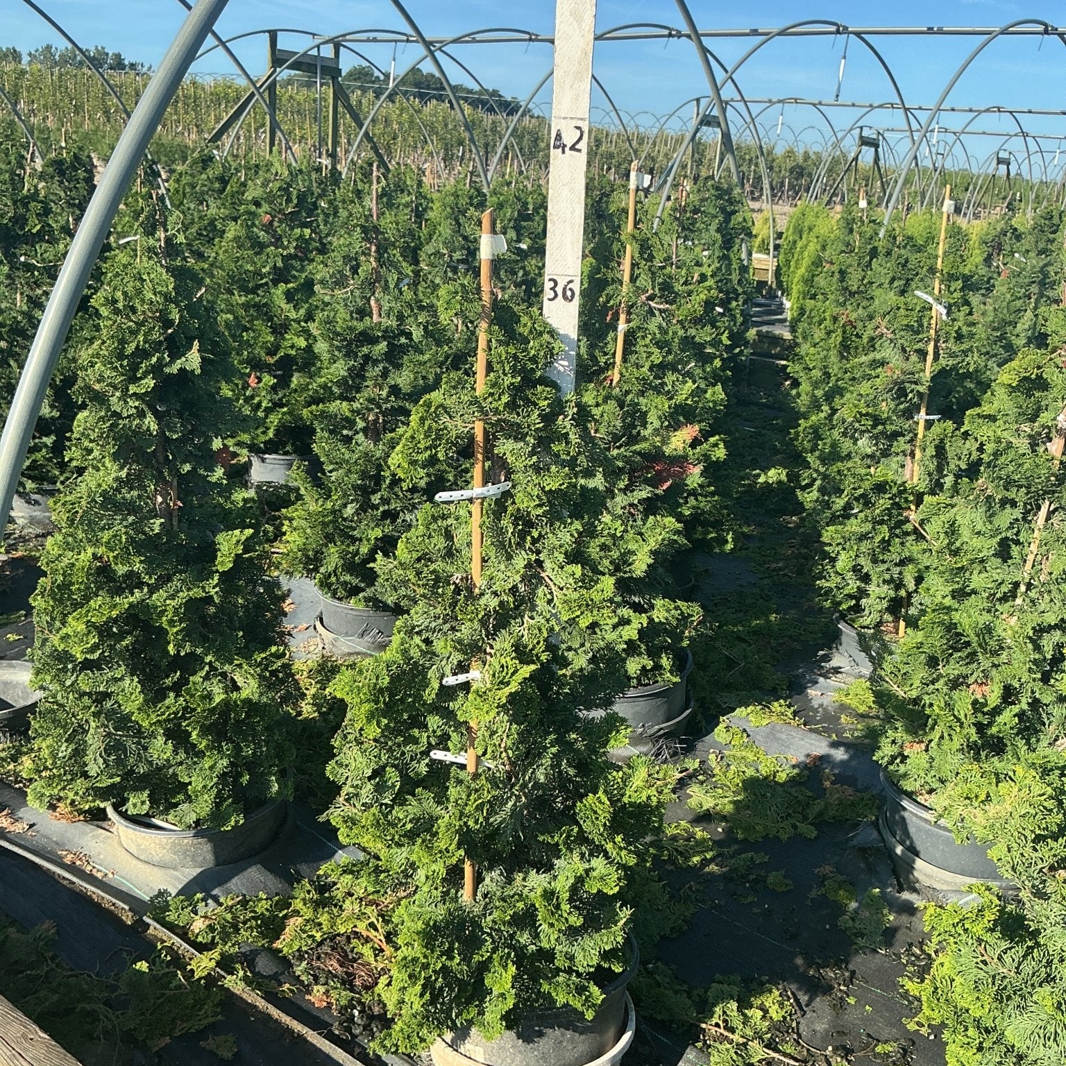 Rows of Well's Special Hinoki False Cypress in black nursery containers growing under open hoop house structures.