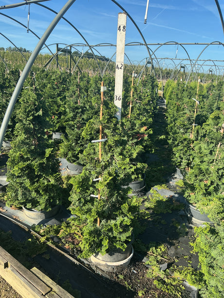 Rows of Well's Special Hinoki False Cypress in black nursery containers growing under open hoop house structures.