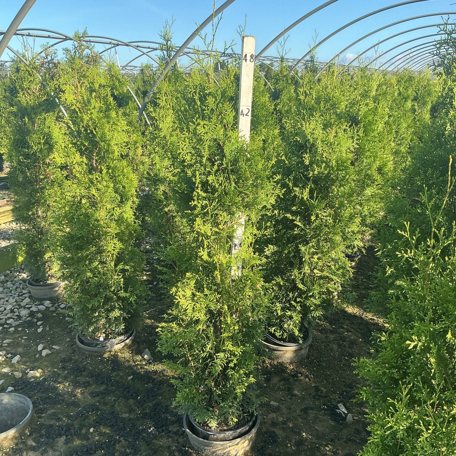 Private Jet Arborvitae trees in nursery containers showing dense upright green foliage under greenhouse hoops.