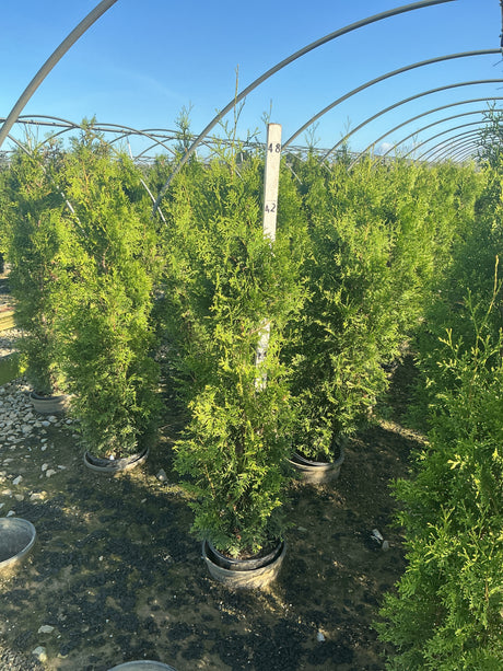 Private Jet Arborvitae trees in nursery containers showing dense upright green foliage under greenhouse hoops.