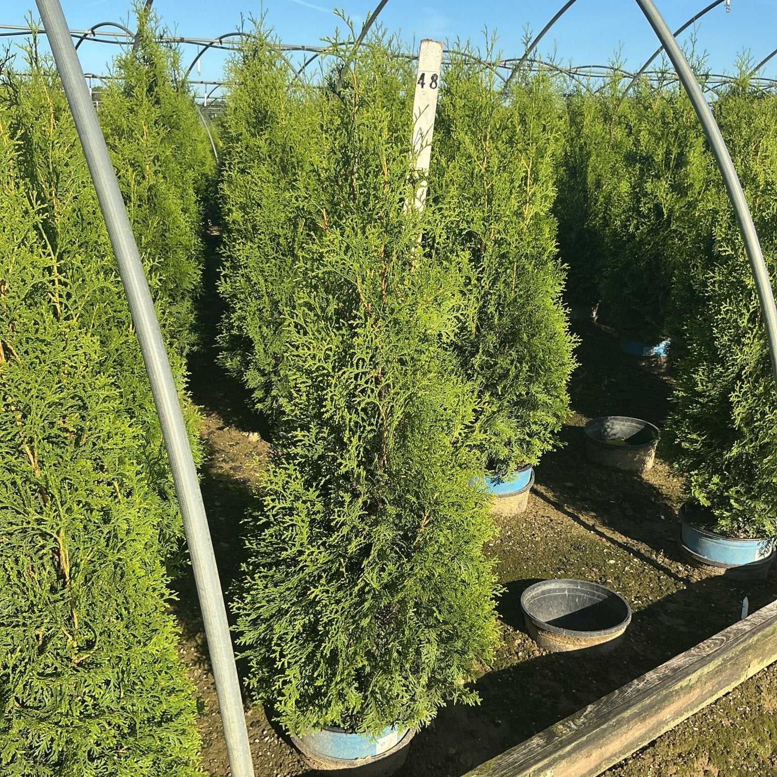 Rows of Private Jet Arborvitae trees in nursery containers inside a hoop house, showing dense columnar green foliage.