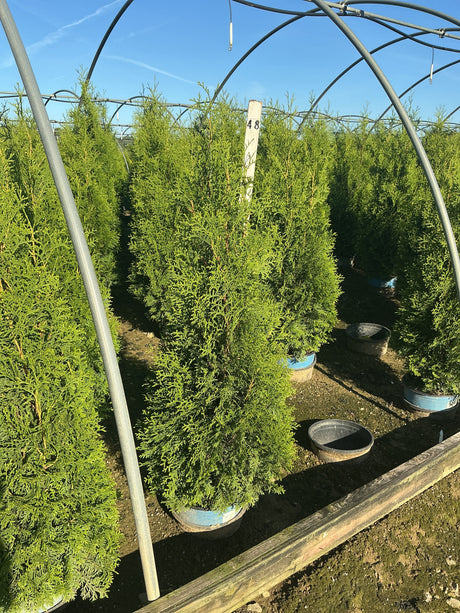 Rows of Private Jet Arborvitae trees in nursery containers inside a hoop house, showing dense columnar green foliage.