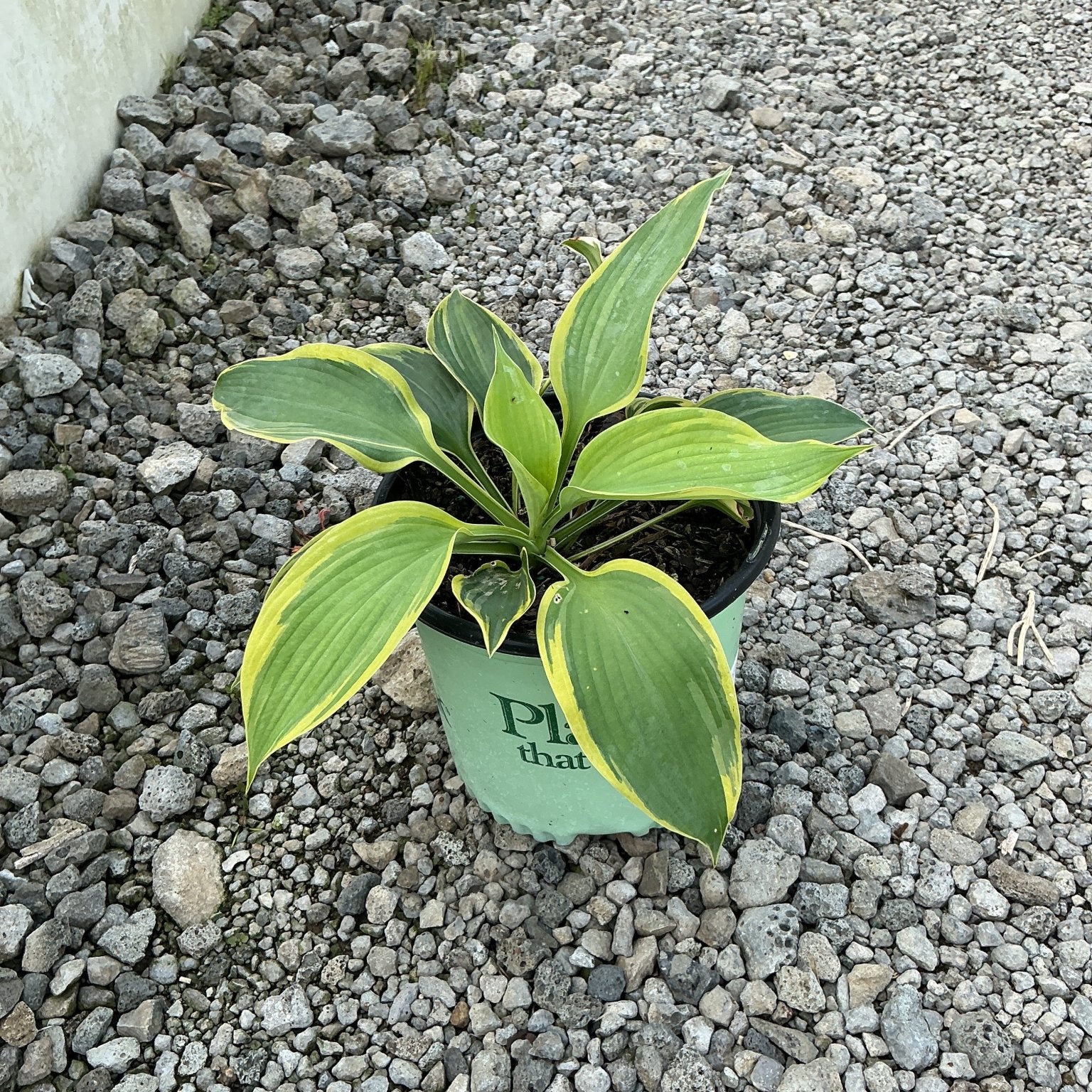 Earth Angel Hosta in a #1 container, showing broad green leaves with creamy yellow margins, set on gravel.