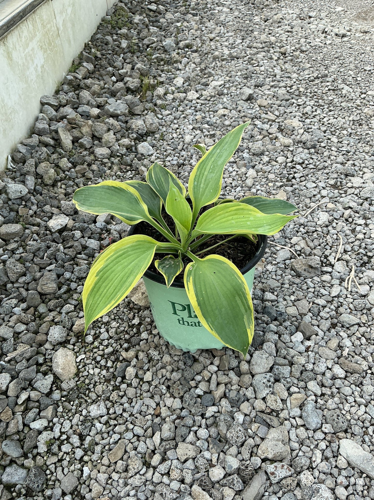 Earth Angel Hosta in a #1 container, showing broad green leaves with creamy yellow margins, set on gravel.