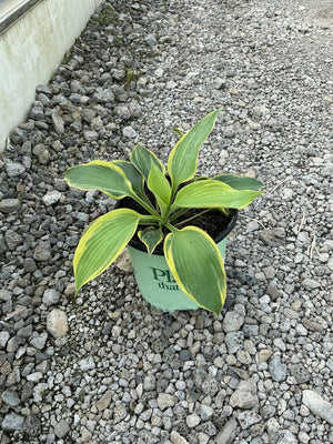 Earth Angel Hosta in a #1 container, showing broad green leaves with creamy yellow margins, set on gravel.