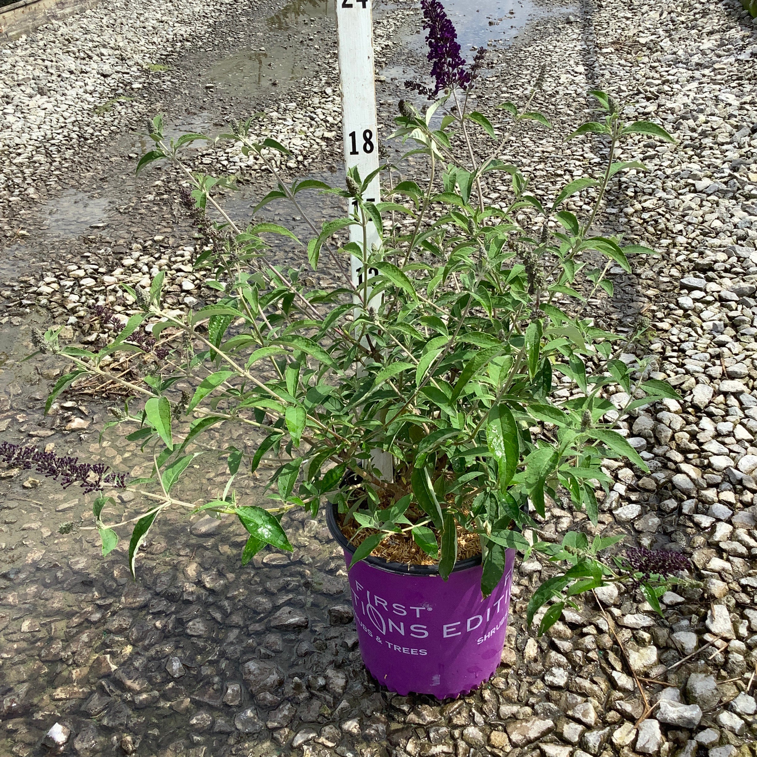 Groovy Grape Butterfly Bush in a purple #2 container with deep violet flower spikes, displayed at a nursery with a height marker.