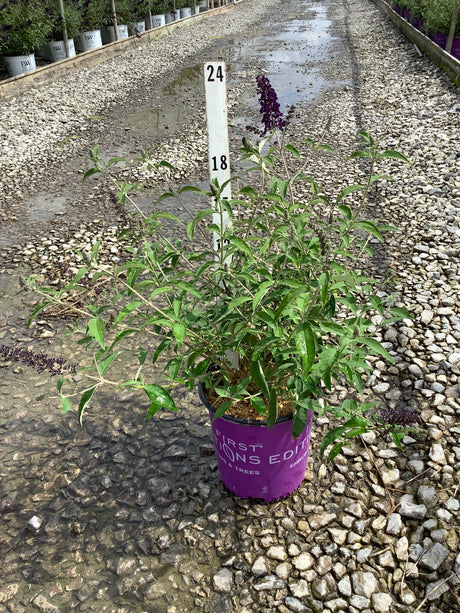 Groovy Grape Butterfly Bush in a purple #2 container with deep violet flower spikes, displayed at a nursery with a height marker.