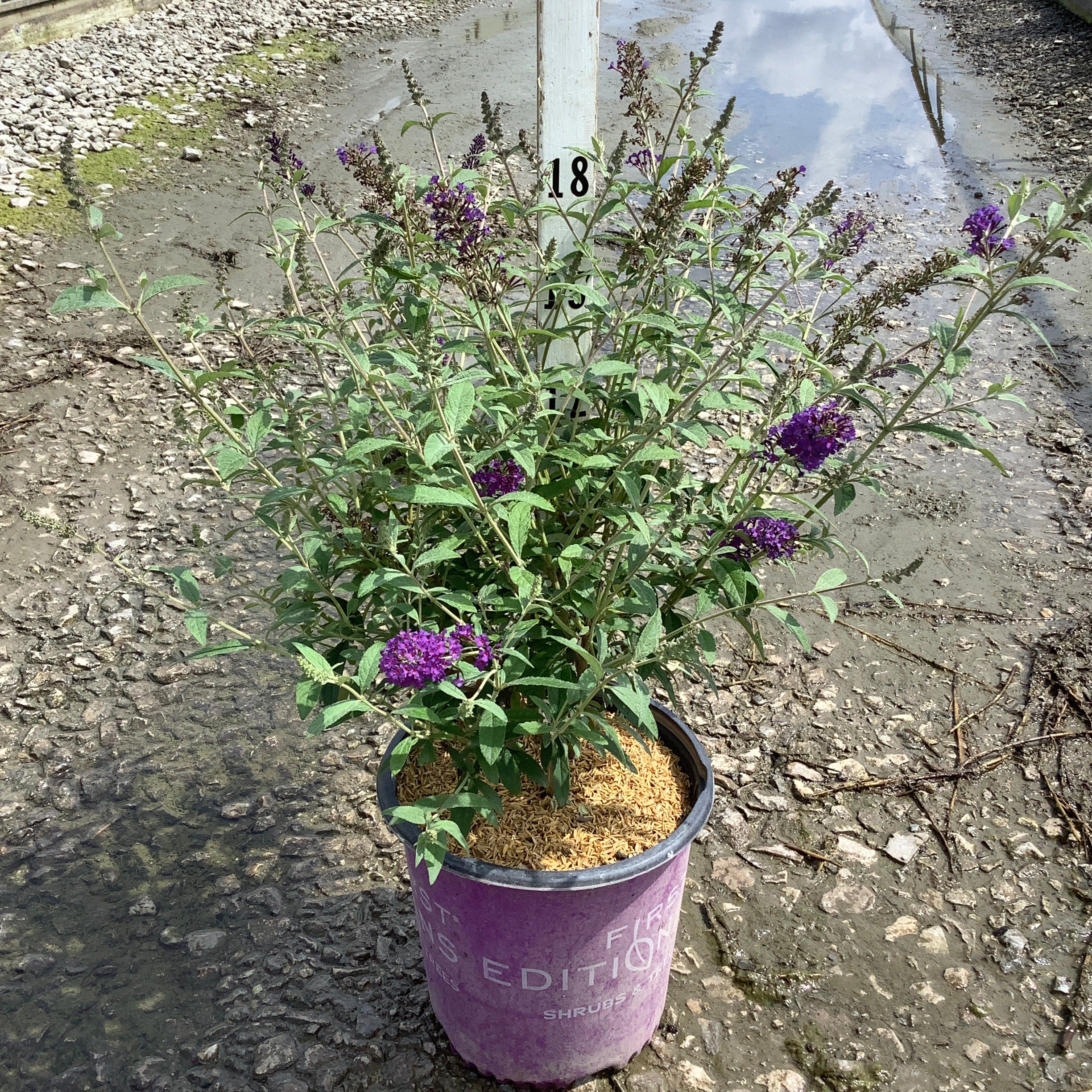 Psychedelic Sky Butterfly Bush in a #2 container with deep purple blooms at a nursery growing area.