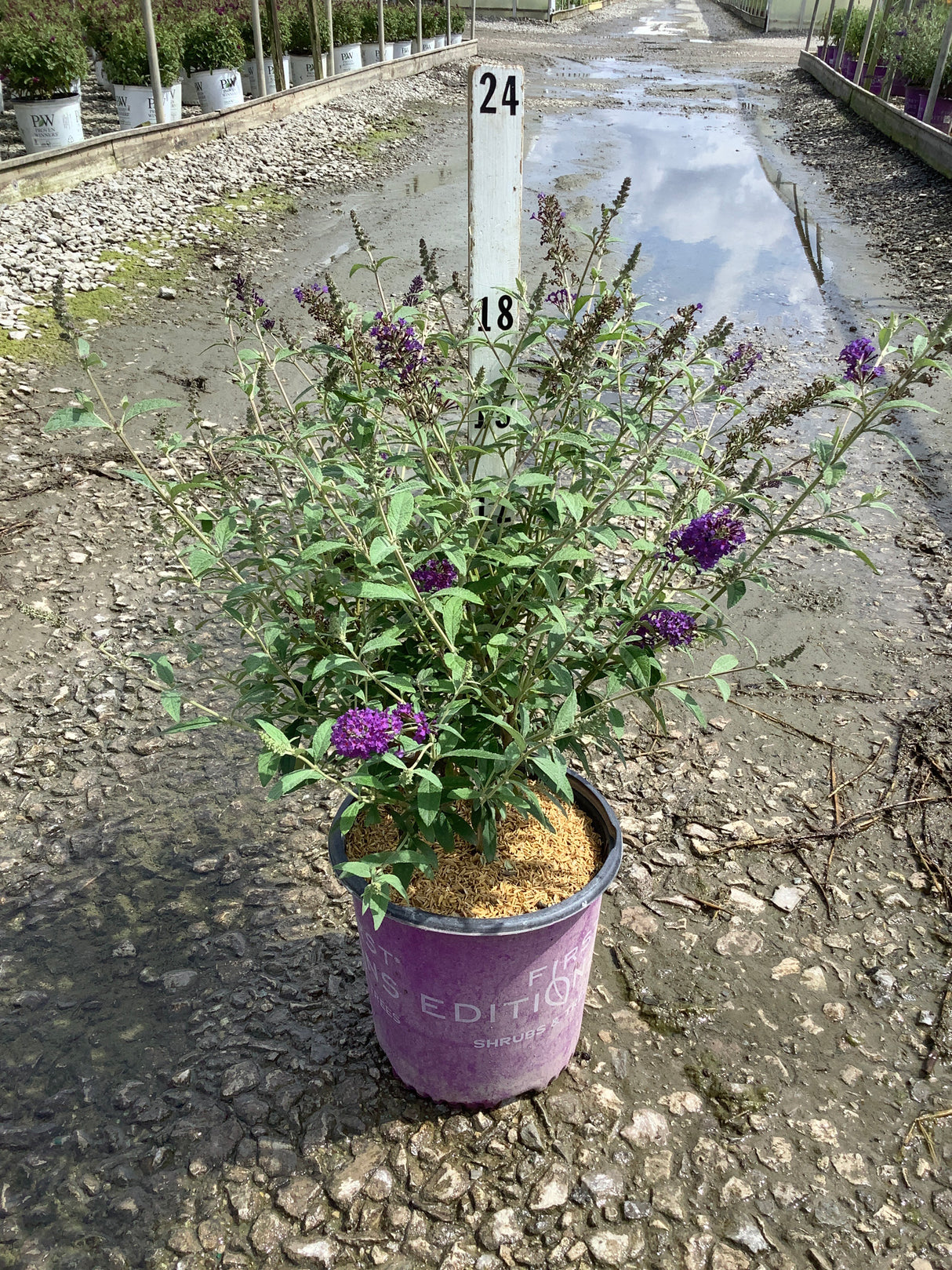 Psychedelic Sky Butterfly Bush in a #2 container with deep purple blooms at a nursery growing area.