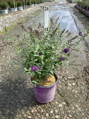 Psychedelic Sky Butterfly Bush in a #2 container with deep purple blooms at a nursery growing area.