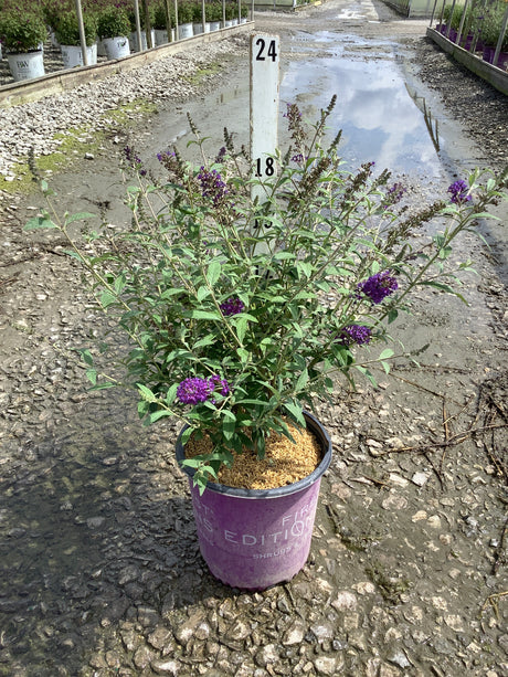 Psychedelic Sky Butterfly Bush in a #2 container with deep purple blooms at a nursery growing area.