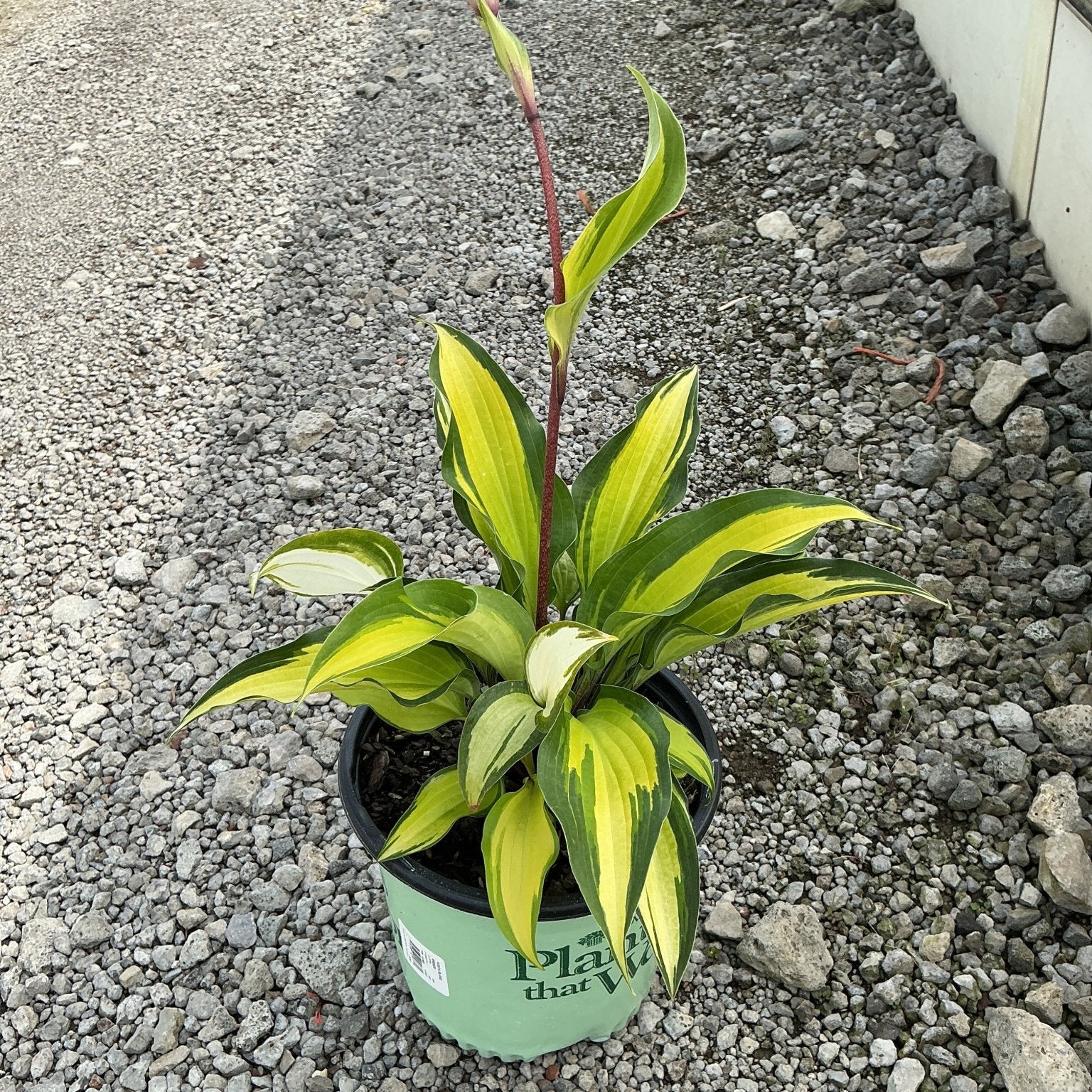Island Breeze Hosta in a #1 container showing bold yellow-green variegated foliage and a reddish flower spike emerging from the center.