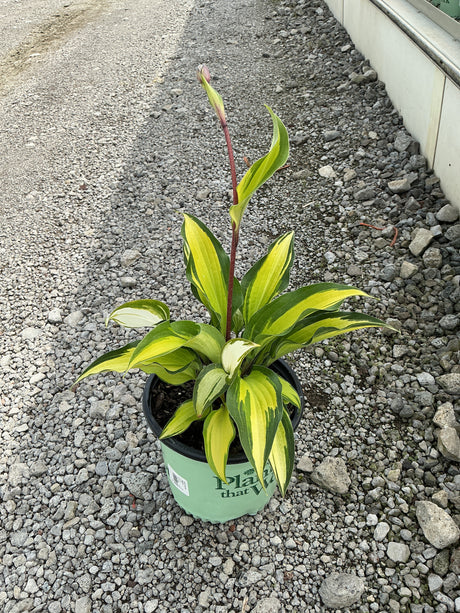 Island Breeze Hosta in a #1 container showing bold yellow-green variegated foliage and a reddish flower spike emerging from the center.