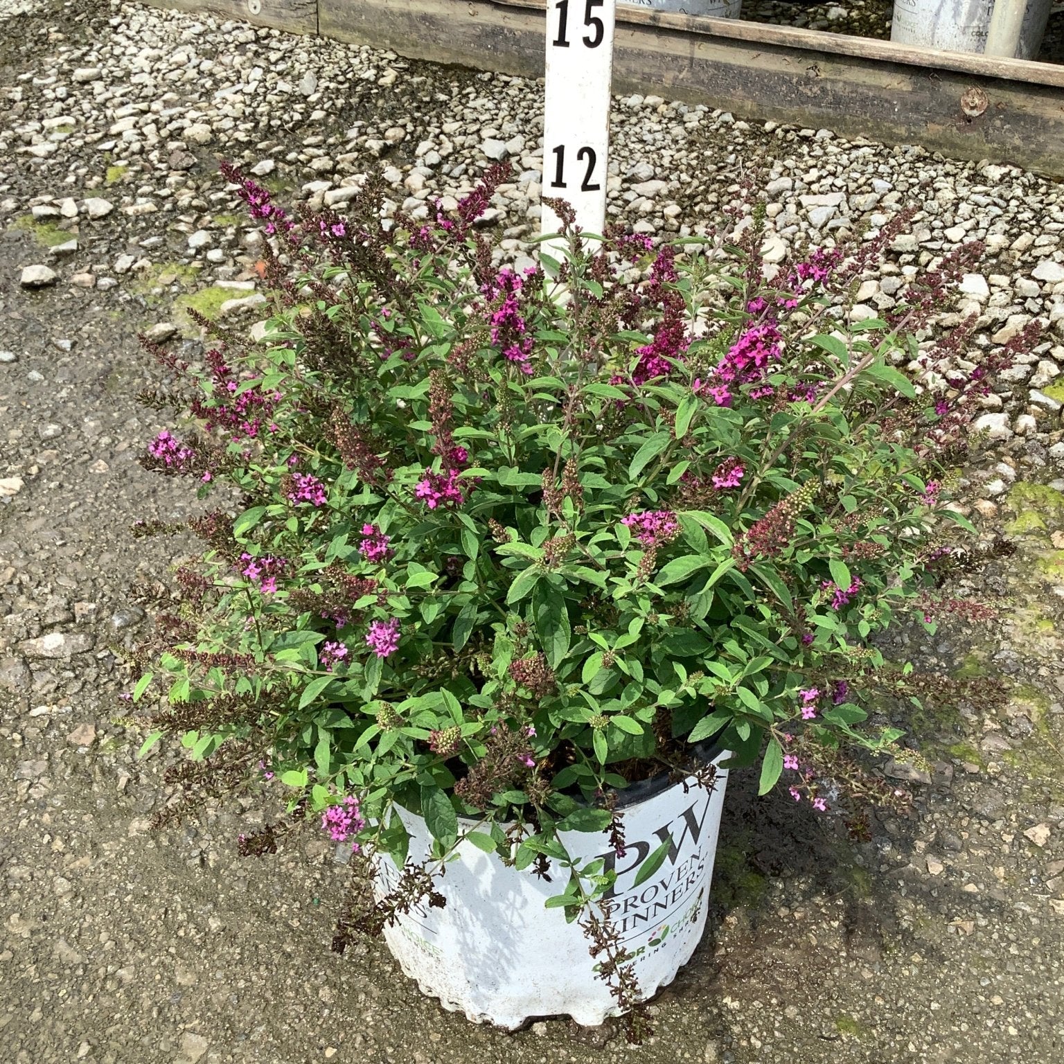Lo & Behold Ruby Chip Butterfly Bush in a #3 container with pink-purple flower spikes and lush green foliage.