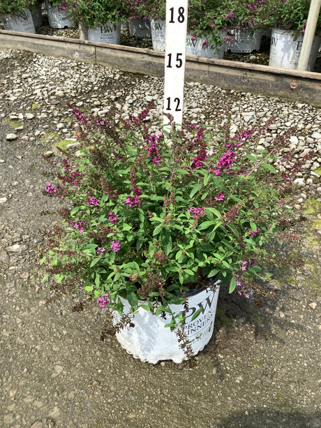 Lo & Behold Ruby Chip Butterfly Bush in a #3 container with pink-purple flower spikes and lush green foliage.