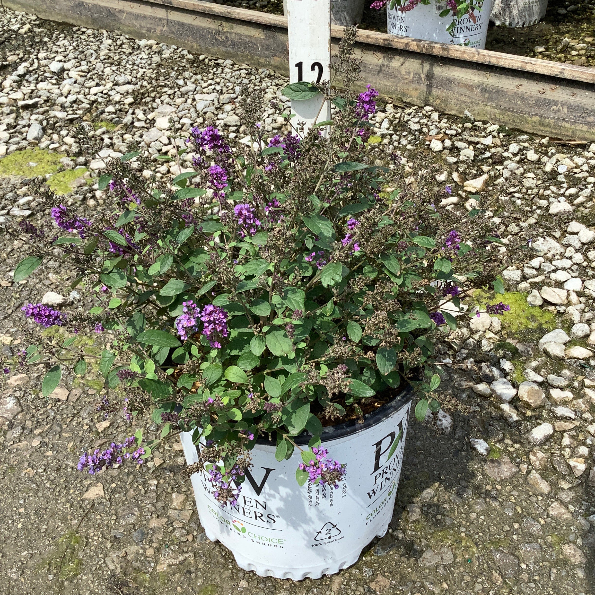 Lo & Behold Blue Chip Jr. Butterfly Bush in a #3 Proven Winners container with purple blooms.