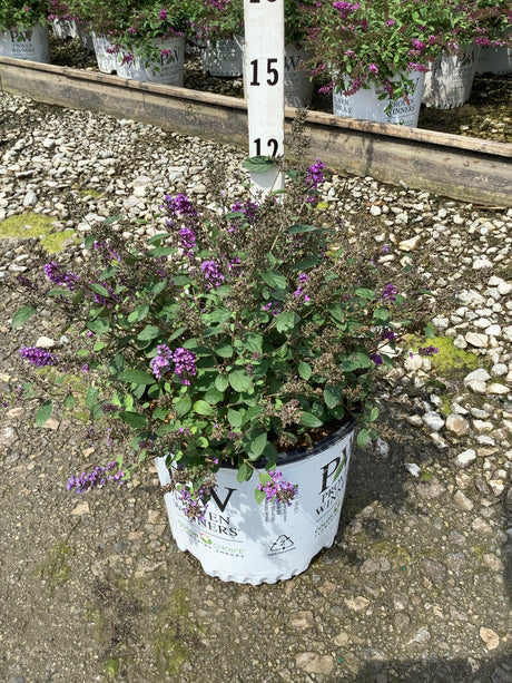 Lo & Behold Blue Chip Jr. Butterfly Bush in a #3 Proven Winners container with purple blooms.