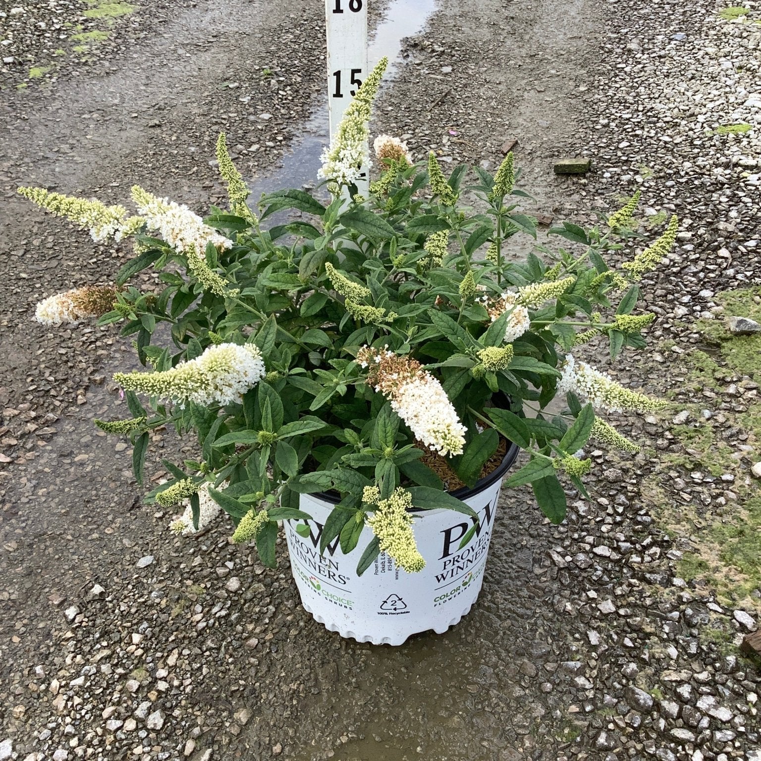 Pugster White Butterfly Bush in a #3 Proven Winners container, showing white flower spikes and lush green foliage.