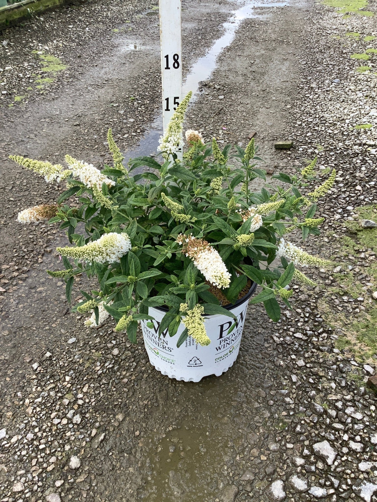 Pugster White Butterfly Bush in a #3 Proven Winners container, showing white flower spikes and lush green foliage.
