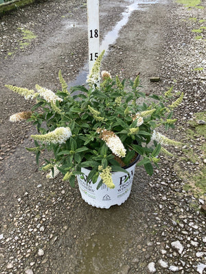 Pugster White Butterfly Bush in a #3 Proven Winners container, showing white flower spikes and lush green foliage.