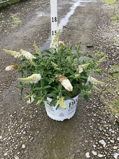 Pugster White Butterfly Bush in a #3 Proven Winners container, showing white flower spikes and lush green foliage.