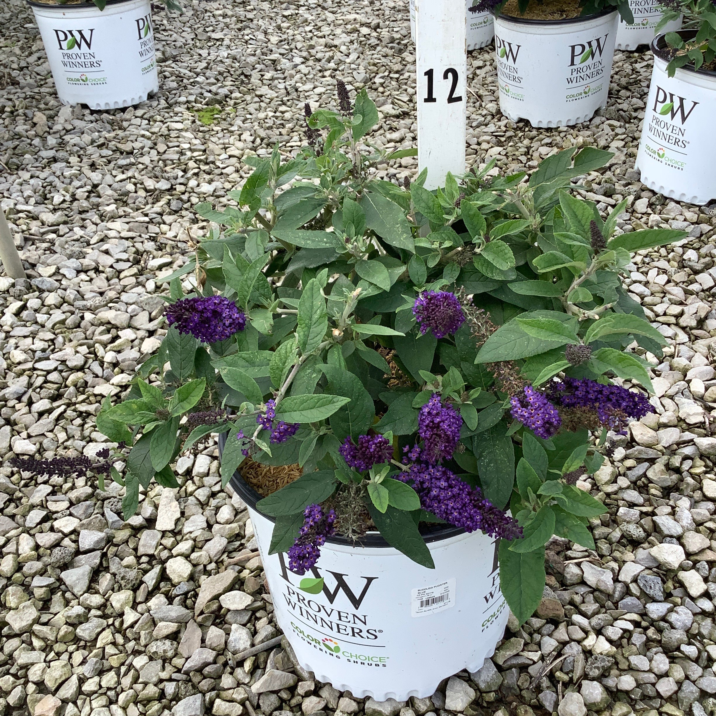 Pugster Blue Butterfly Bush in a Proven Winners container displaying deep purple blooms amid green foliage on a gravel nursery bed.