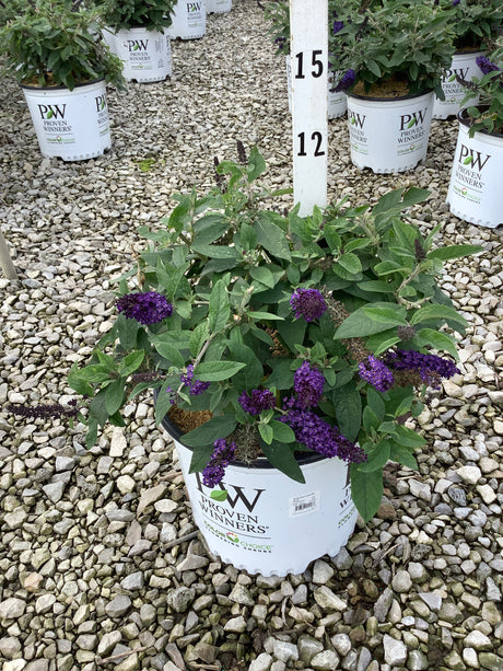 Pugster Blue Butterfly Bush in a Proven Winners container displaying deep purple blooms amid green foliage on a gravel nursery bed.