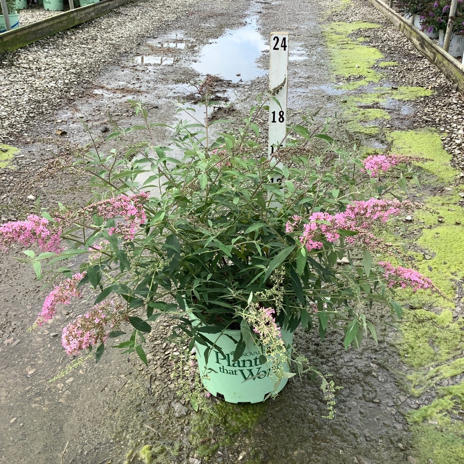 Pink Cascade Butterfly Bush in a #3 container displaying arching pink flower clusters in a greenhouse nursery setting.