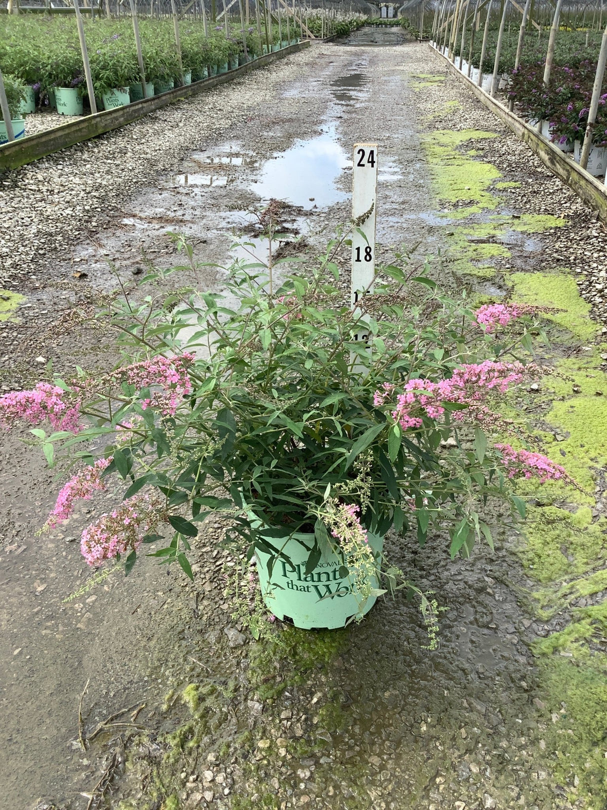 Pink Cascade Butterfly Bush in a #3 container displaying arching pink flower clusters in a greenhouse nursery setting.