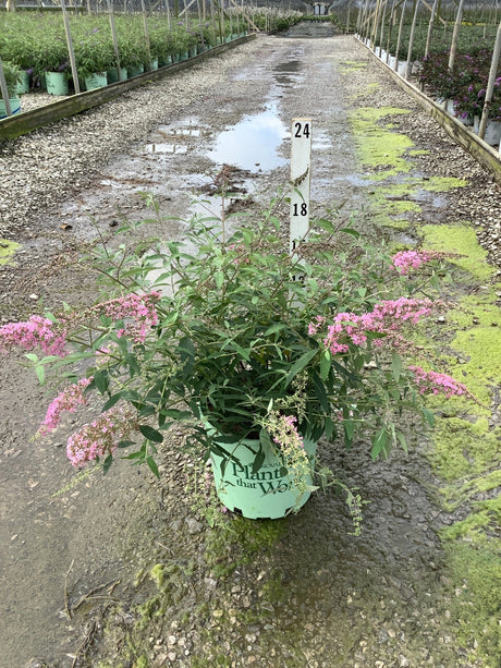 Pink Cascade Butterfly Bush in a #3 container displaying arching pink flower clusters in a greenhouse nursery setting.