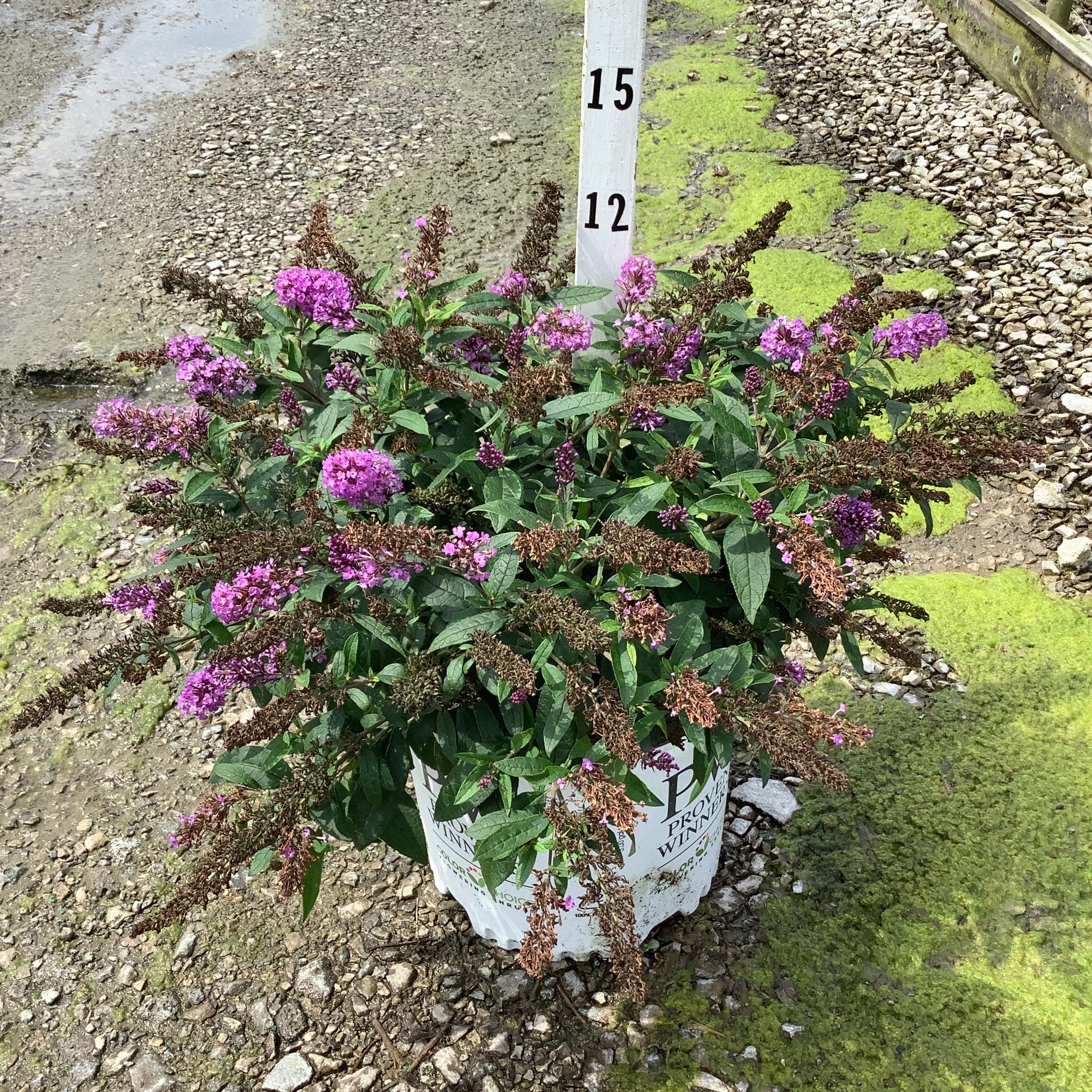 Pugster Periwinkle Butterfly Bush in a #3 container covered in purple blooms at a nursery.